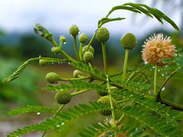 สวนของเรา